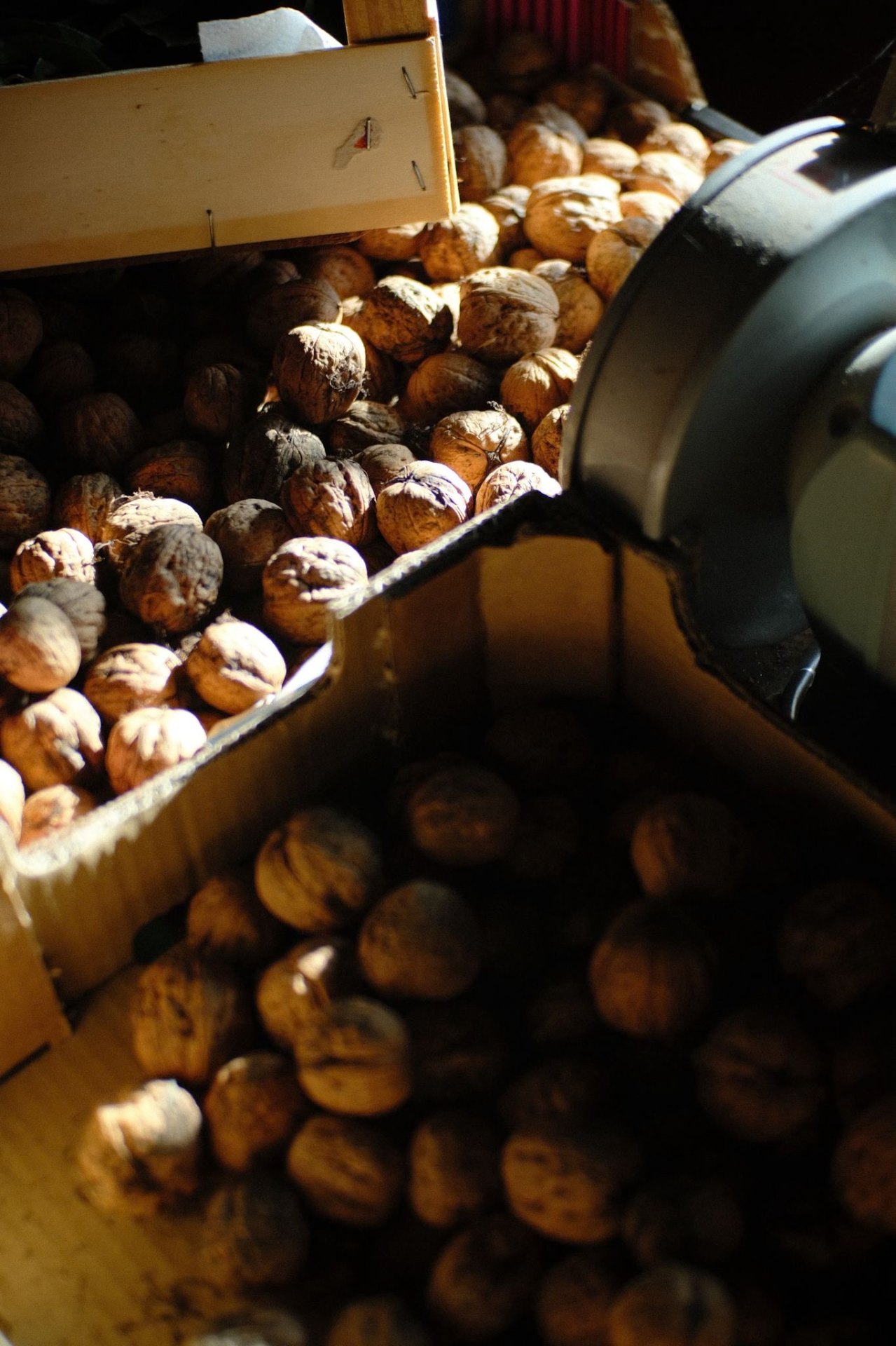 Cajas de nueces a contraluz
